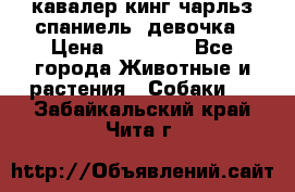  кавалер кинг чарльз спаниель -девочка › Цена ­ 45 000 - Все города Животные и растения » Собаки   . Забайкальский край,Чита г.